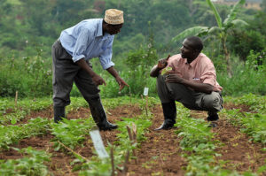 farmer-high-quality-seed