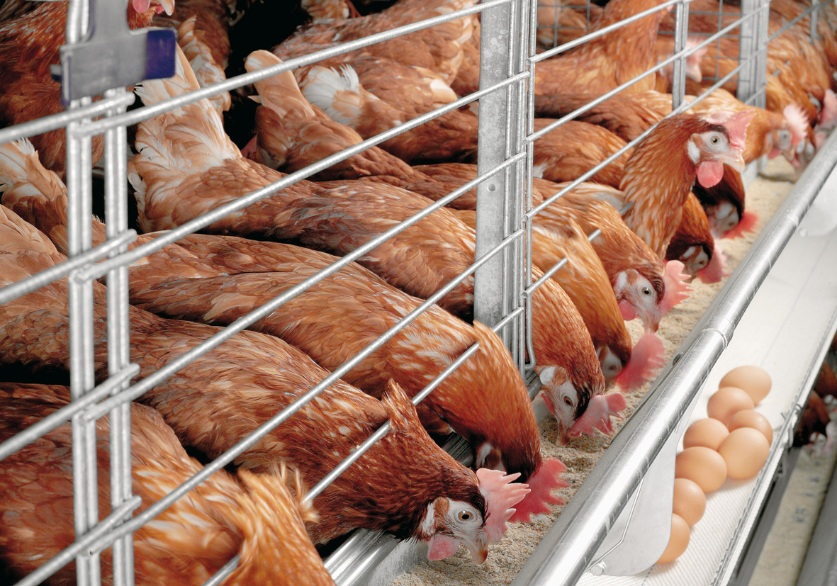 Nigeria Can Generate N1.7b Daily from Consumption of Eggs