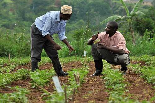USAID to Increase Farmer Access to High-quality Seed