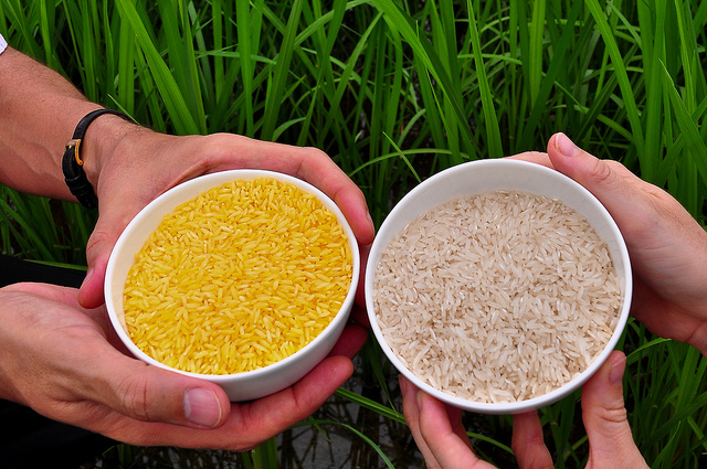 FG to Introduce GM Rice Into Nigeria