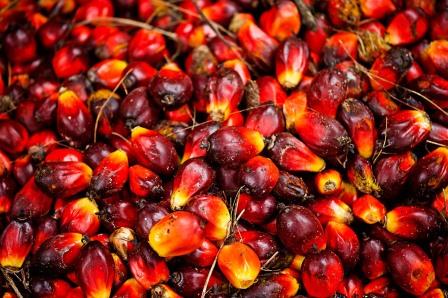 WWF Lauds RSPO Certification Of Palm Oil Growth In Africa