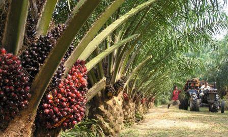 Agro-Allied Policies Key To Industrialized Africa—Experts