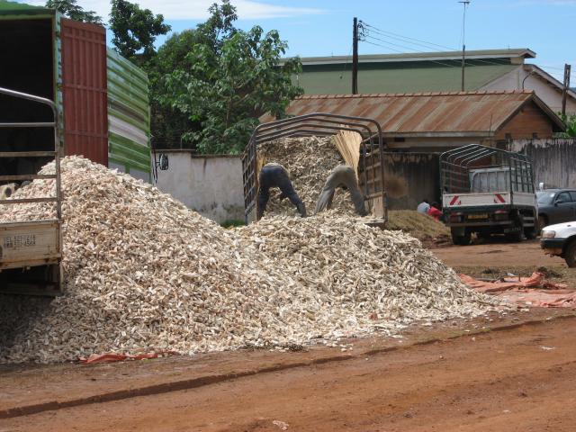 IITA Urges Poultry Farmers to Embrace Cassava-based Feeds