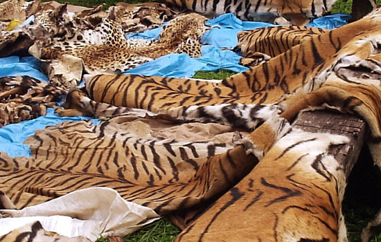 Expert to Discuss Illegal Wildlife Trade With Journalists