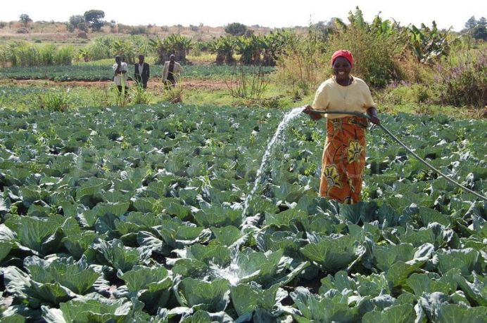 Nigeria, Spain Partner In Irrigation Farming
