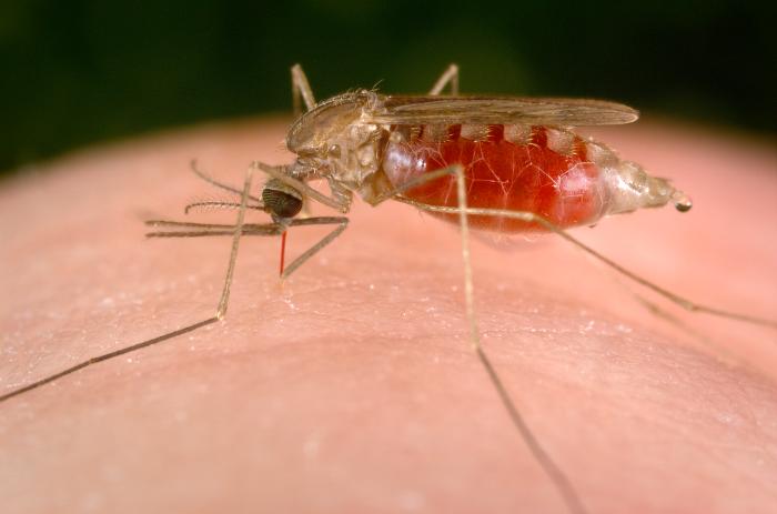 Malaria Control Improves For Vulnerable In Africa—WHO