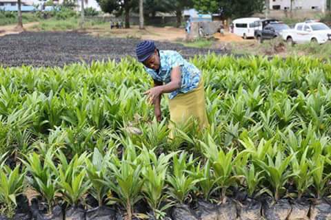 Abia To Employ 5000 For Palm Production
