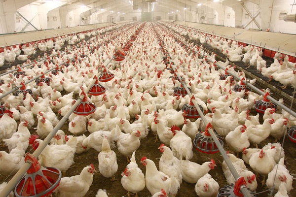 South Africa Expresses Commitment to Resolve Poultry Crises