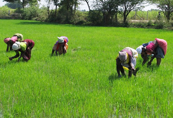 Rice Farmers Lose $200m Yearly to Parasitic Weeds