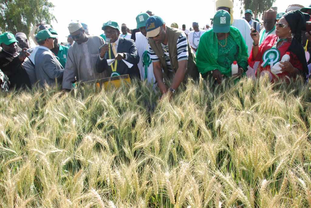 Wheat Farmers Urge CBN to Review Borrower Scheme