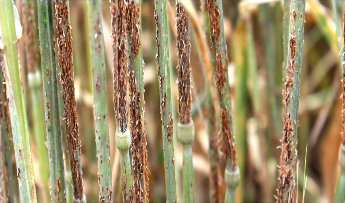 Wheat rust disease
