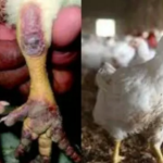 Nigeria Secures $350,000 FAO Support to Tackle Rising Bird Flu