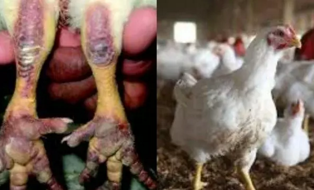 Treat Bird Flu Like National Emergency—Veterinary Body