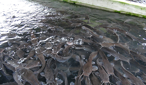Lagos Harvests 50 tons of Catfish via Cage Culture System