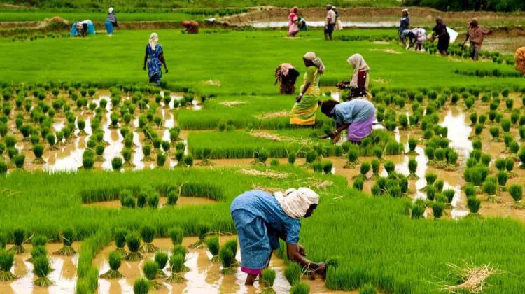 FG to Increase Fertiliser Blending Plants in Nigeria to 18 by Dec