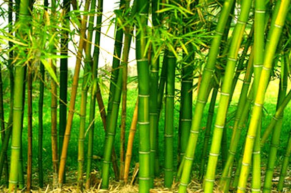 FG Eyes Bamboo Production to Boost Economy