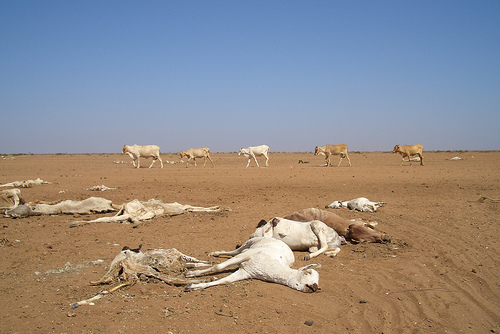 EU Allots Another €29m to Tackle Drought in Kenya
