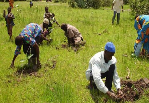 7,000 Farmers Benefit from IFAD Scheme in Benue
