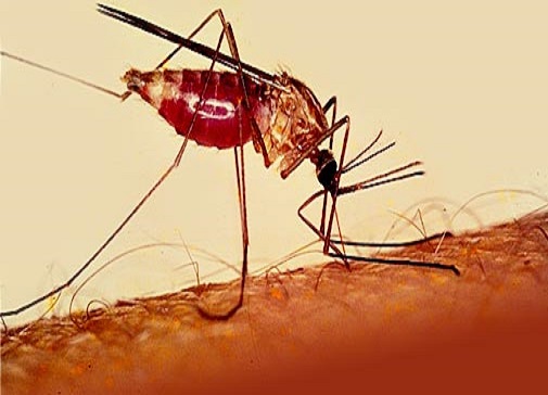 Saraki Pressures FG on $300m Malaria Bond