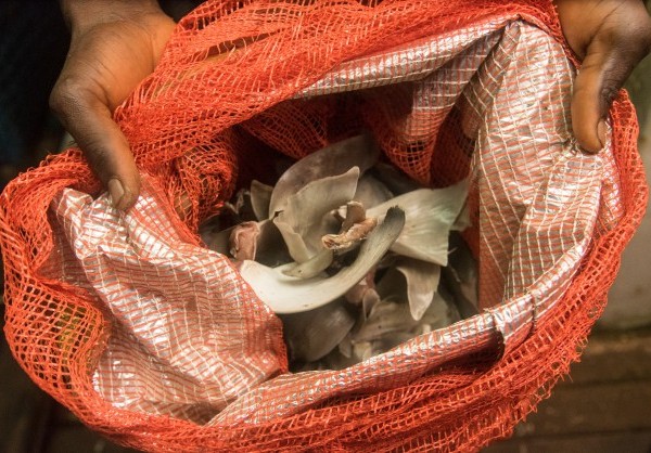 Guinea Patrol Uncovers Shark Fins on Chinese Fishing Vessels