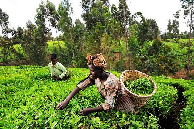 Africa Must Use Agriculture to Propel Industrialisation—Adesina