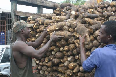 Nigeria to Export Yams to UK June 29—Ogbeh
