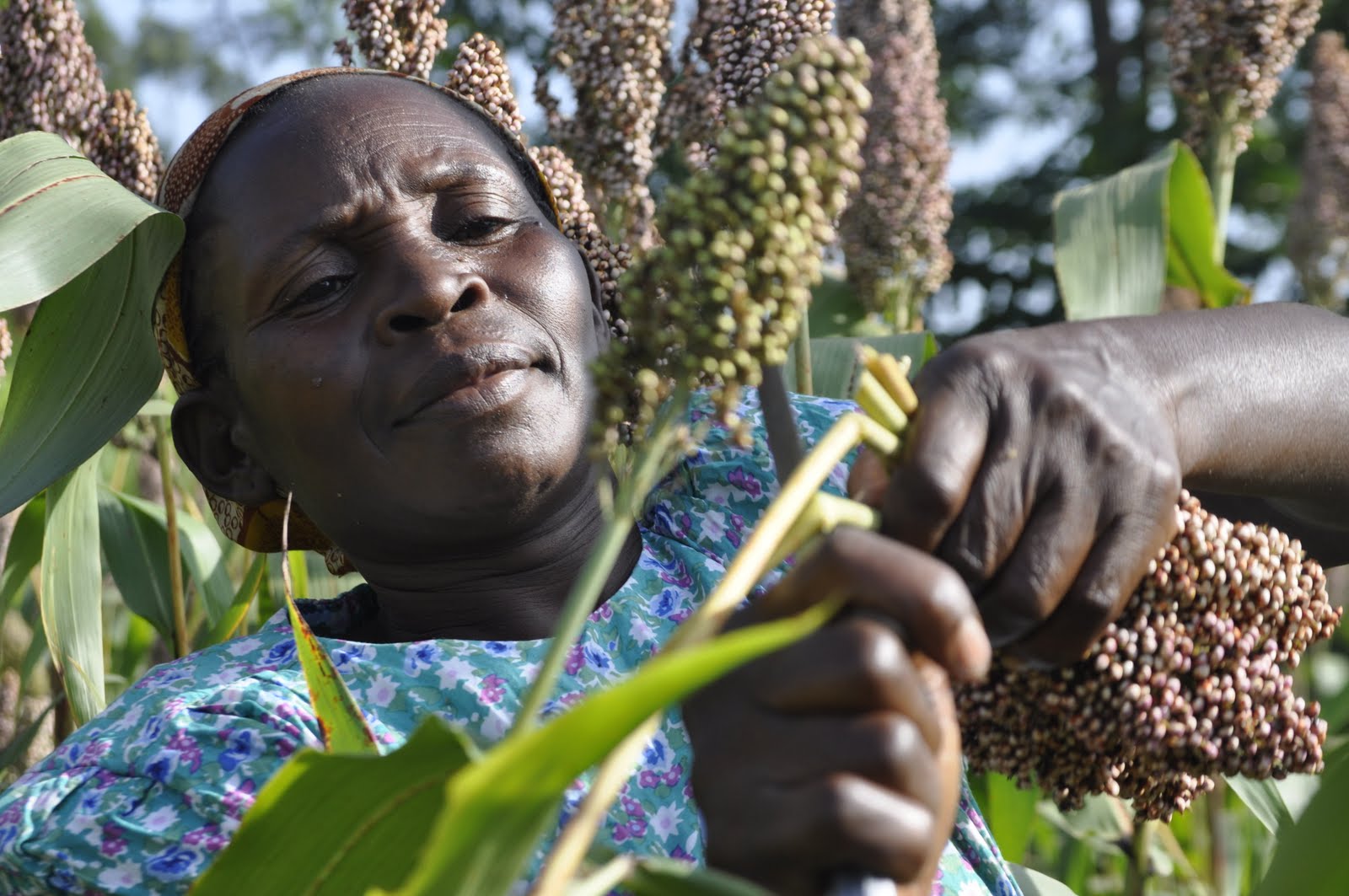 Nigerian Breweries to Empower More Local Sorghum Farmers