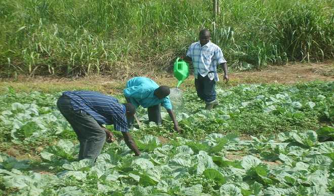 FG Trains 774 Agric Extension Workers