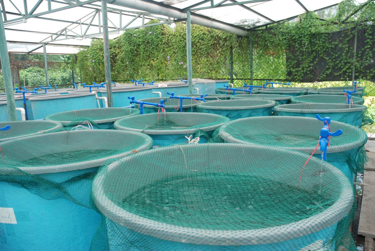 Aquaculture in Need of a Leg-up