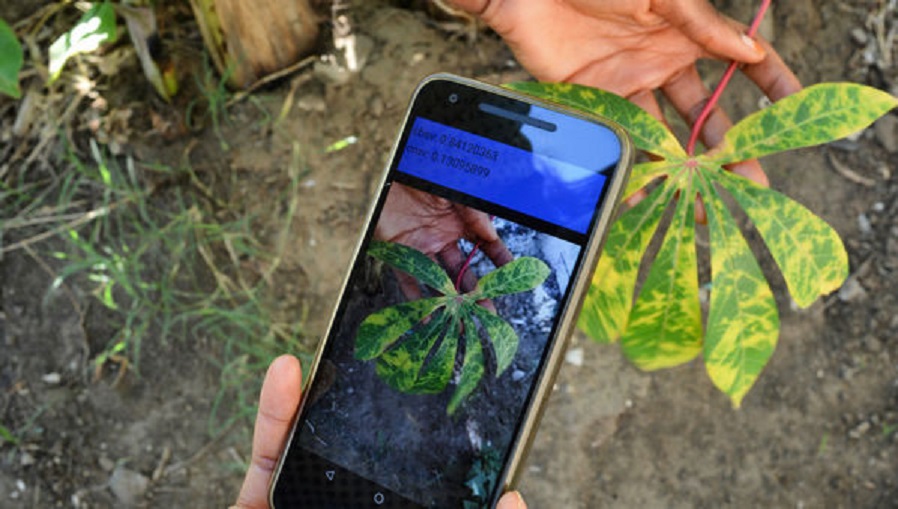 Researchers Develop App to Alert Farmers of Crop Diseases