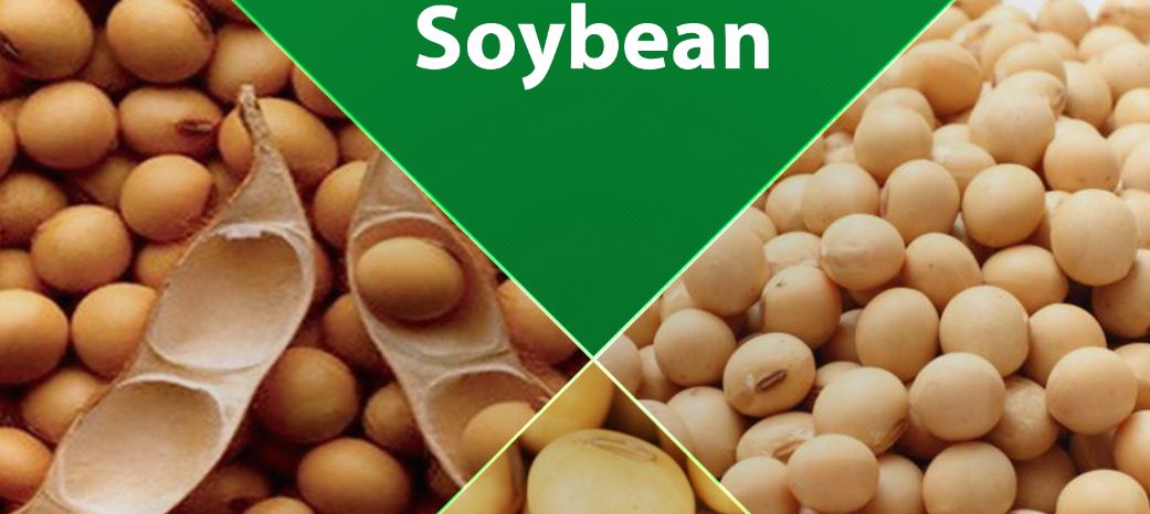 Soybeans Production