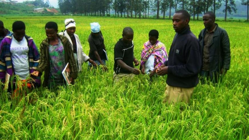 fg-to-recruit-75-000-agric-extension-workers-business-post-nigeria