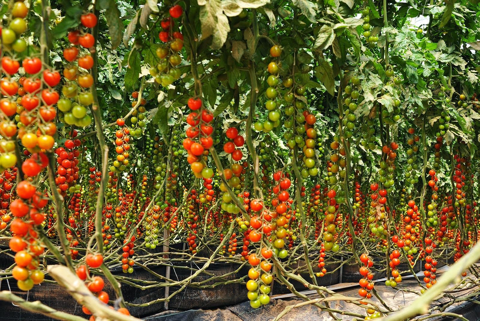 tomato farmers in Nigeria