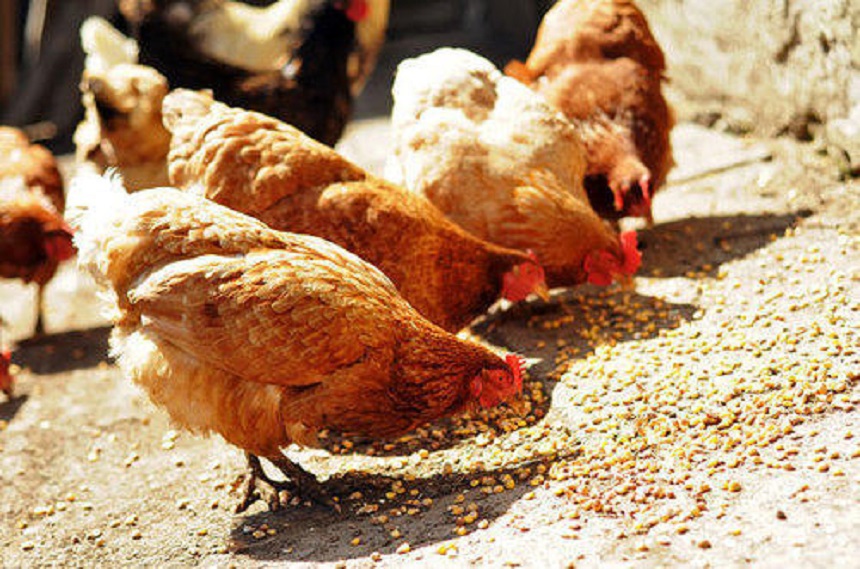 Poultry farmers maize