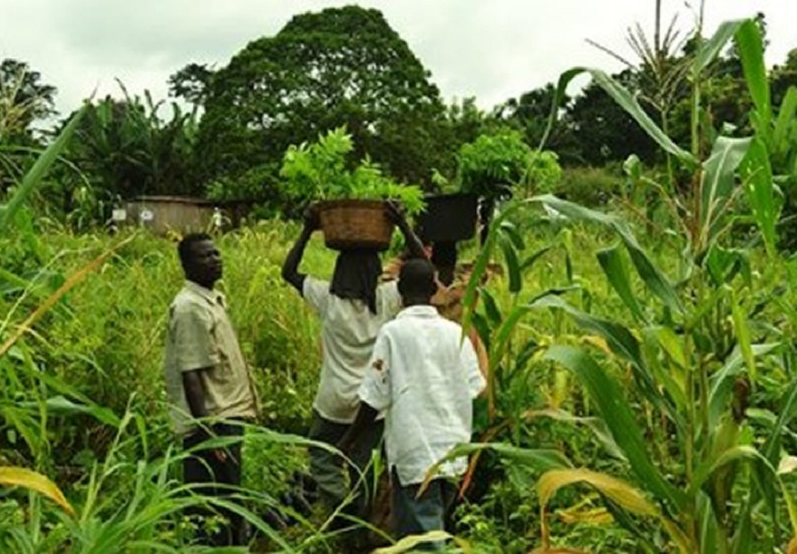 Ghana peasant farmers