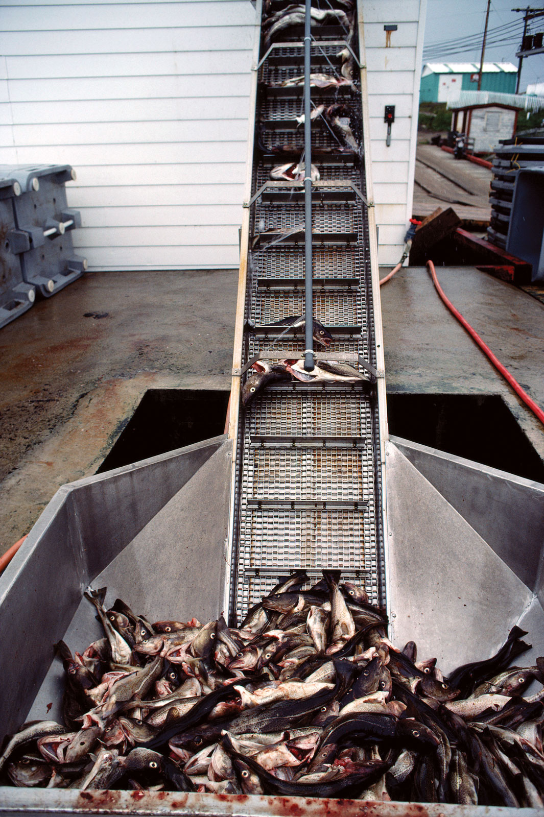 Fish Processing Centre