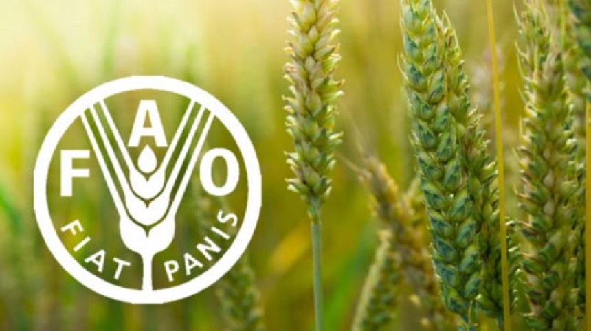 Food and Agricultural Organisation FAO