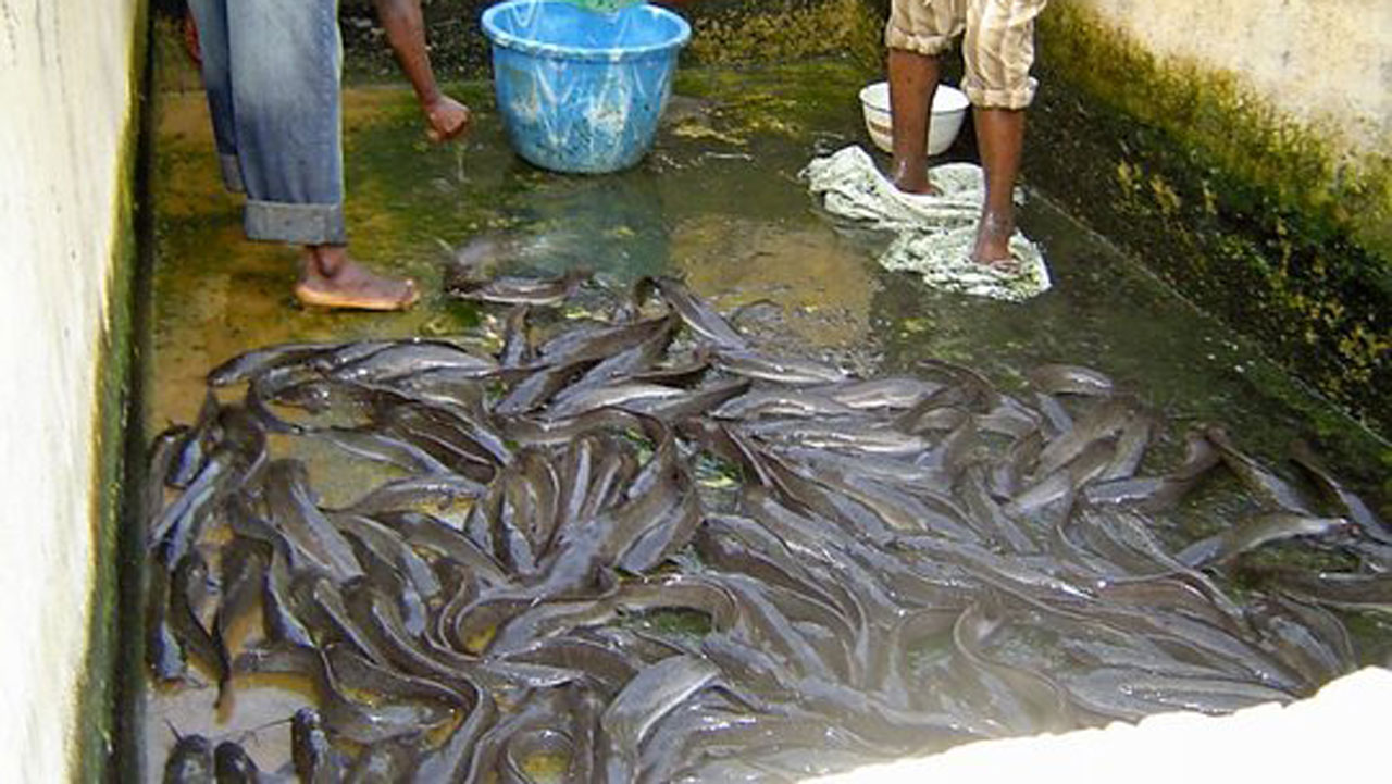 Fish Farmers