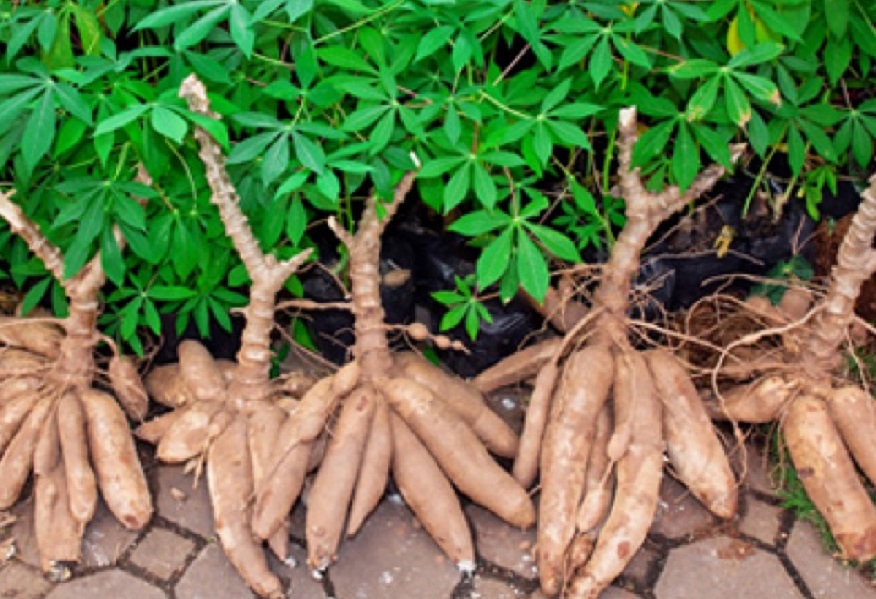 Improved Cassava Varieties