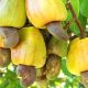 cashew production in nigeria