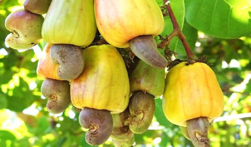 cashew production in nigeria