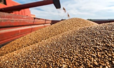 Local Wheat Production