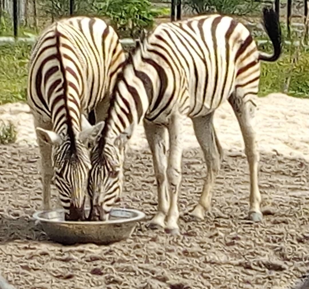 Omu Resort Zebras