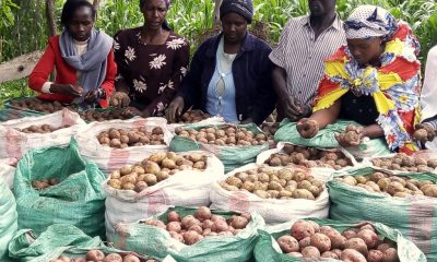 Potato Value Chain