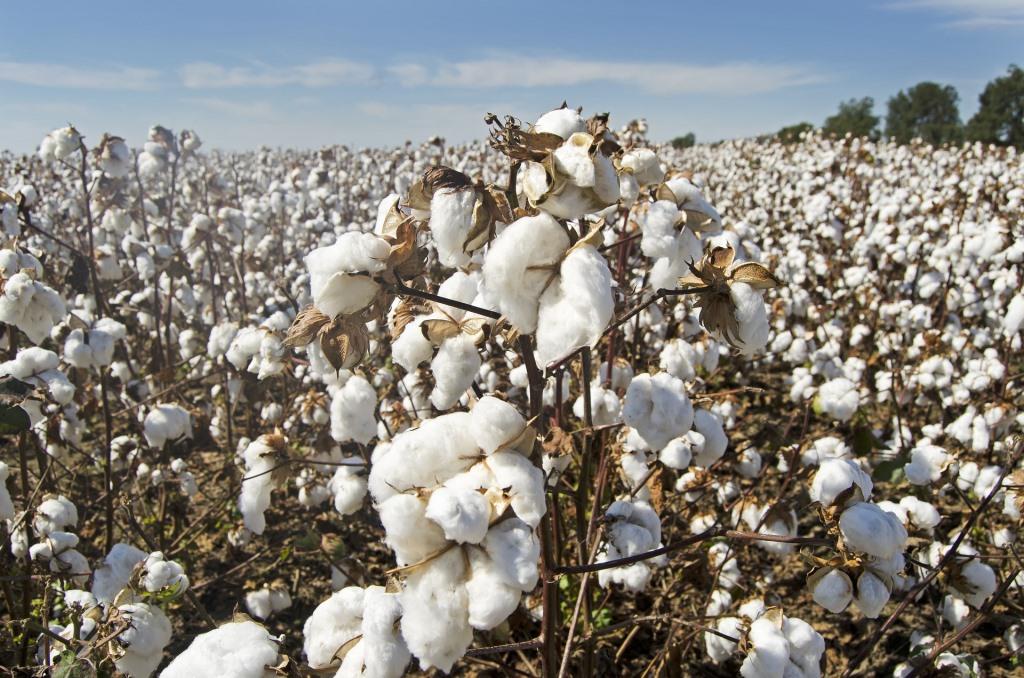 cotton farmers