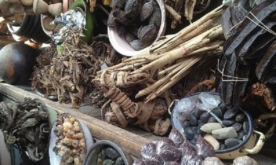 Herbal Medicine Dealers