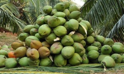 revenue from coconut