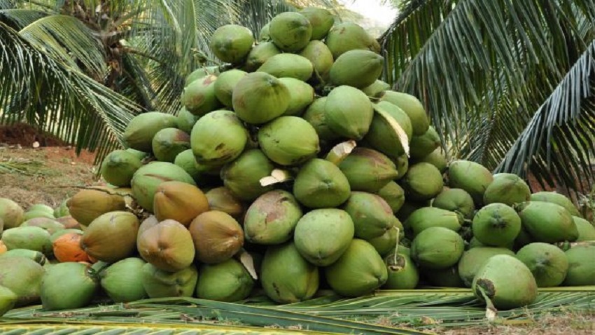 revenue from coconut