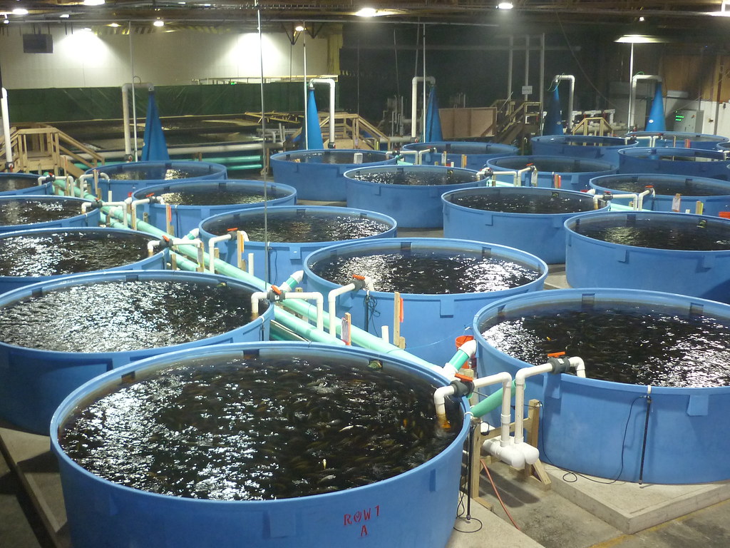 business plan for catfish farming in nigeria