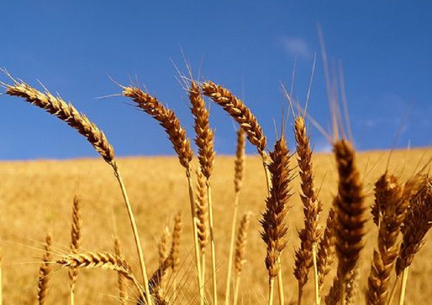 Jigawa wheat farmers